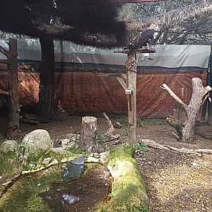 Spanish imperial eagle exhibit - GREFA