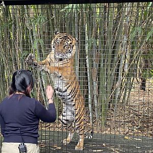 Indrah - Sumatran Tiger