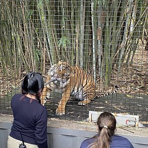 Indrah - Sumatran Tiger