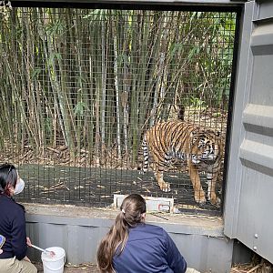 Indrah - Sumatran Tiger
