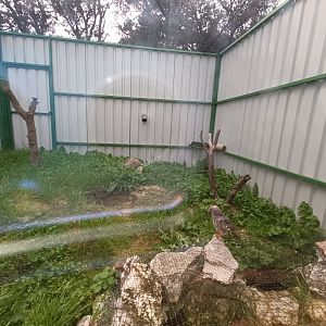 Little owl exhibit - GREFA