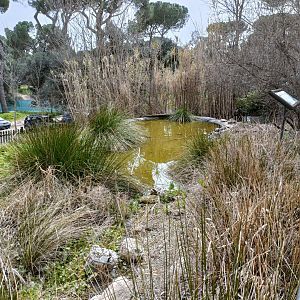 Spanish pond turtle exhibit - GREFA