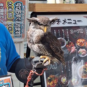 Barred Eagle-Owl (Ketupa sumatrana)