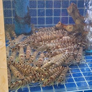 Kuruma Prawn (Penaeus japonicus)