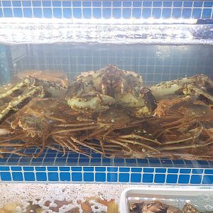 Paralithodes sp. and Chionoecetes sp.