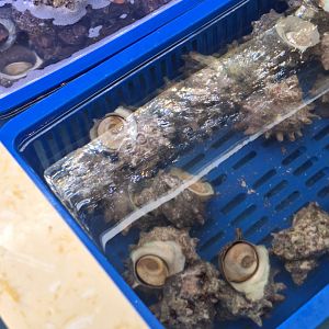 Japanese Turbo Snail? (Turbo sazae?)