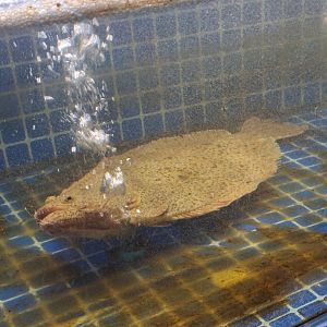 Olive Flounder (Paralichthys olivaceus)