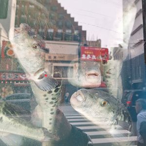 Tiger Puffer (Takifugu rubripes)