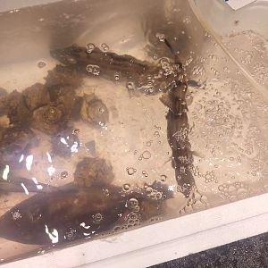 Black Scraper (Thamnaconus modestus)