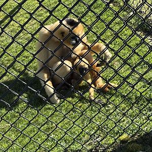 White Cheeked Gibbon + infant
