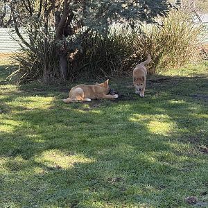 Dingo pups