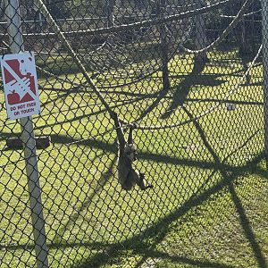 White Cheeked Gibbon infant