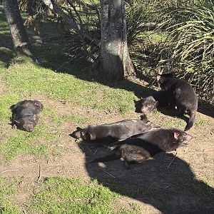 Tasmanian Devils
