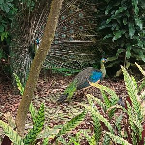 Green Peafowl (Pavo muticus)