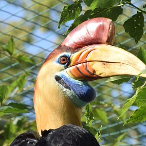 Knobbed hornbill