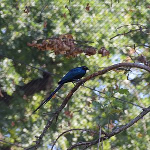 Long-tailed glossy starling