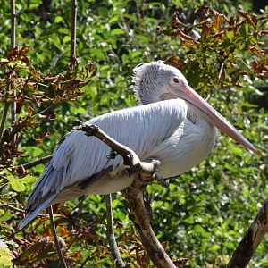Spot-billed pelican