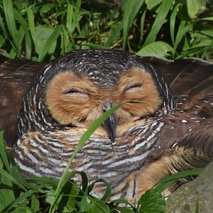 Spotted wood owl