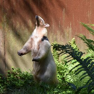 Southern tamandua