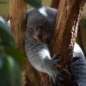 Northern koala