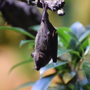 Pallas' long-tongued bat