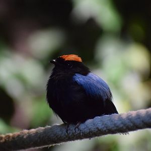 Blue-backed manakin