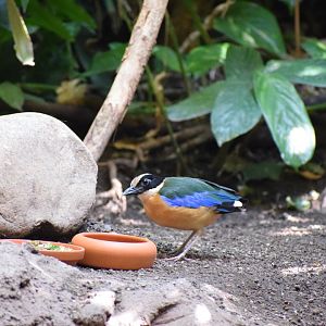 Blue-winged pitta