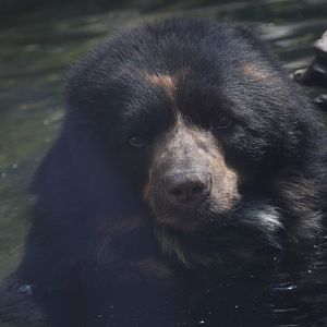 Spectacled bear
