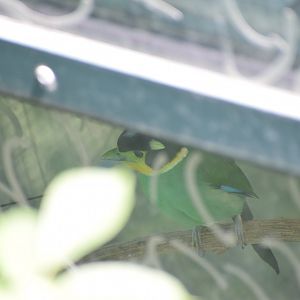 Long-tailed broadbill