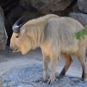 Golden takin