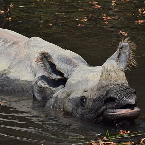 Indian rhinoceros