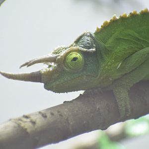 Mount Kenya three-horned chameleon