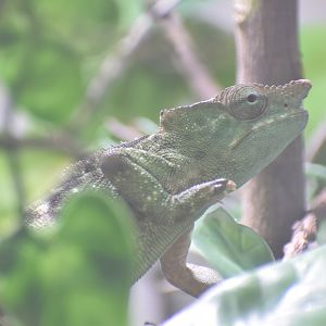Matchie's two-horned chameleon