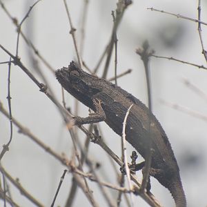 Kenya stumptail chameleon