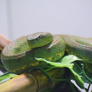 Phillippine pit viper