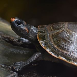 Red-headed amazon river turtle