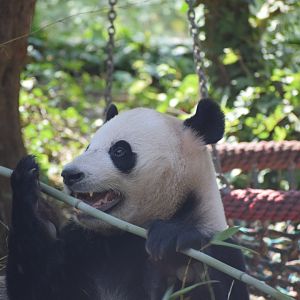 Giant panda
