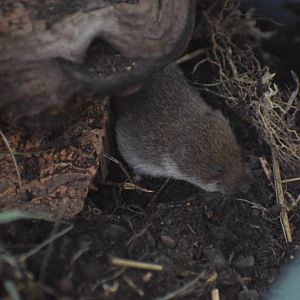 Bavarian pine vole