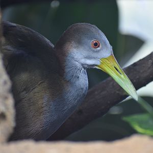Giant wood-rail