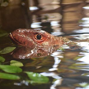 Northern caiman lizard