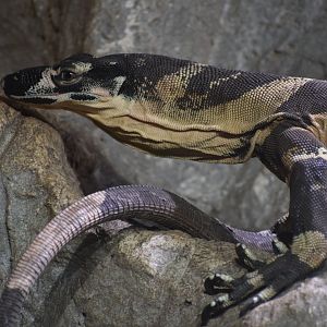 Lace monitor