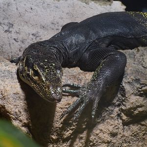 Black-backed mangrove monitor