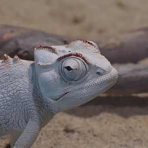 Namaqua chameleon