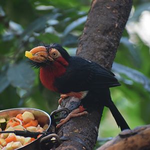 Bearded barbet