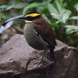 Javan banded pitta
