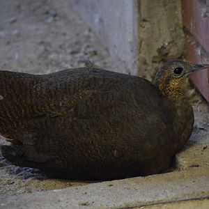 Solitary tinamou