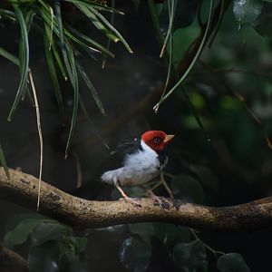 Yellow-billed cardinal