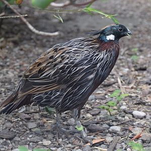 Koklass pheasant