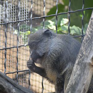 Allen's swamp monkey