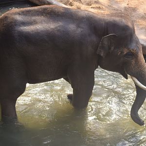 Asian elephant